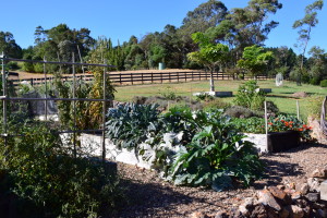 Simon's veggie garden